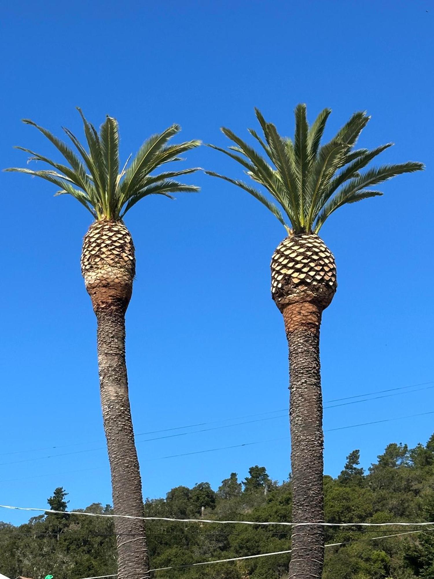 Cambria Palms Motel Eksteriør billede